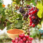Grape Seed Powder /